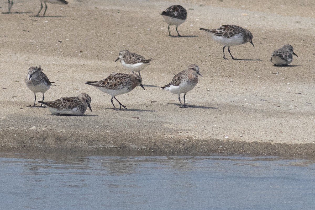 Red-necked Stint - Zaber Ansary -BirdingBD Tours