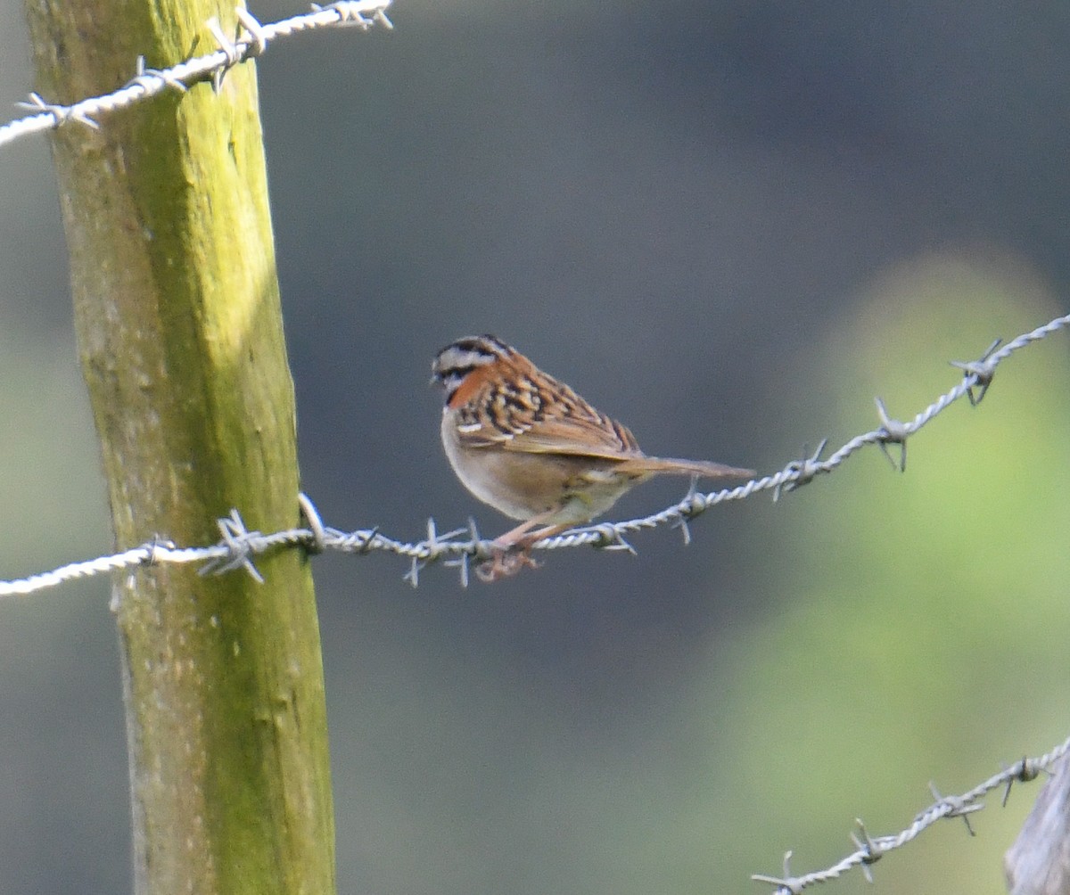 Rufous-collared Sparrow - ML616943155