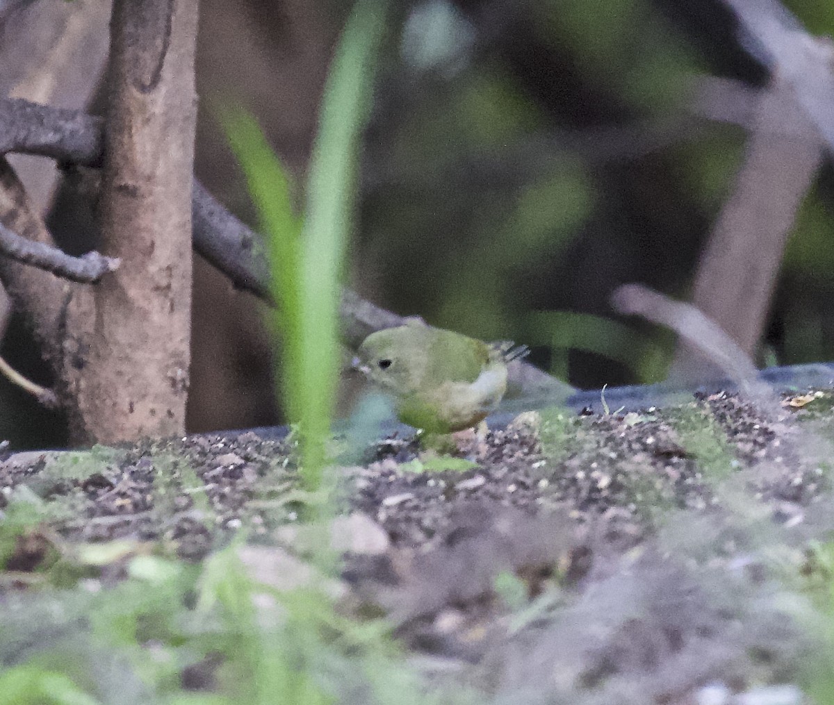 Painted Bunting - ML616943232