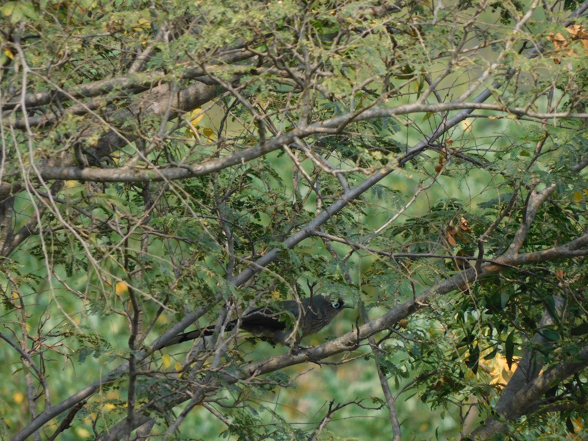 Blue-faced Malkoha - ML616943281