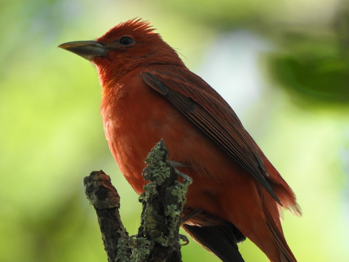 Summer Tanager - Holly Perry