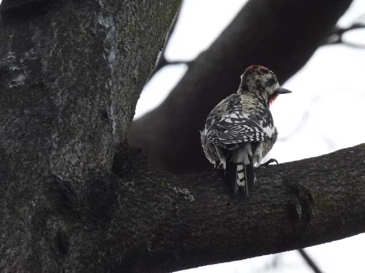 Yellow-bellied Sapsucker - ML616943351