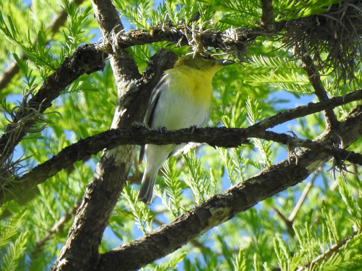 Sarı Gerdanlı Vireo - ML616943353