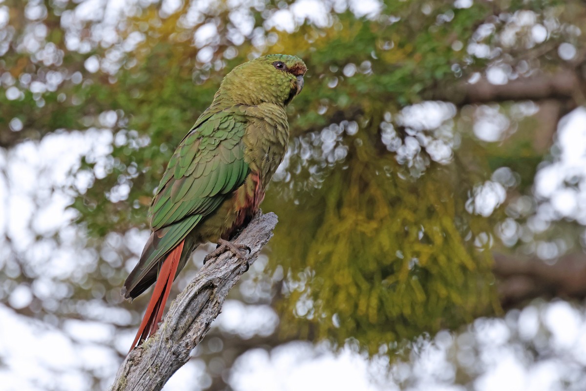 Austral Parakeet - Nathan Wall