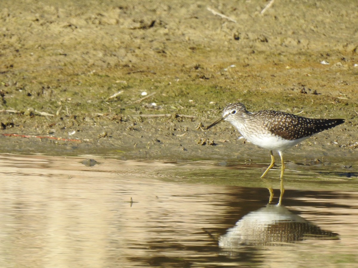 Solitary Sandpiper - Holly Perry