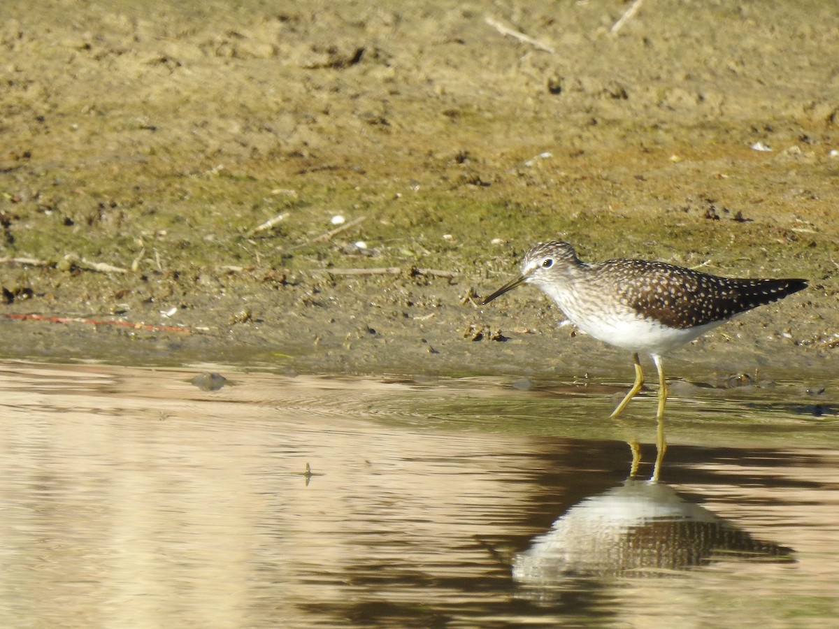 Solitary Sandpiper - ML616943369