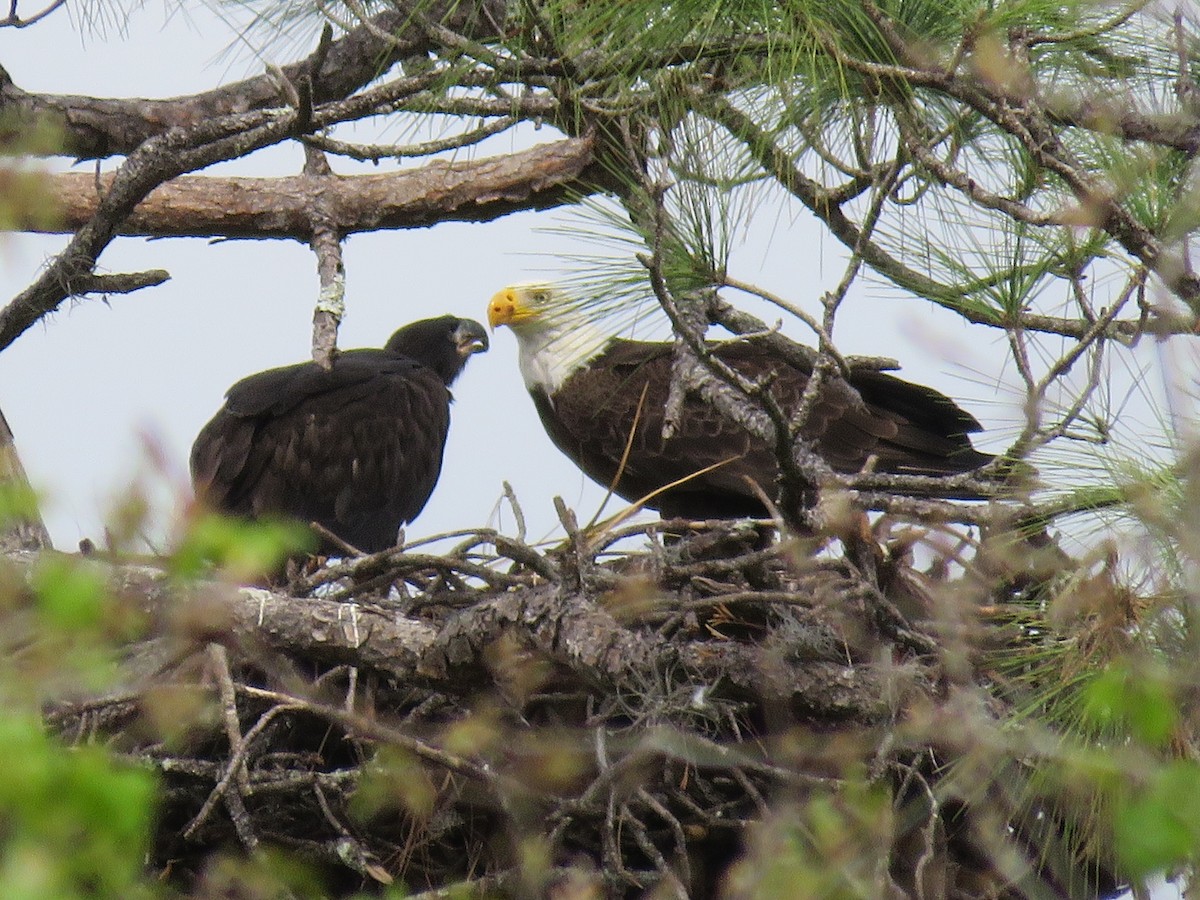 Bald Eagle - ML616943408