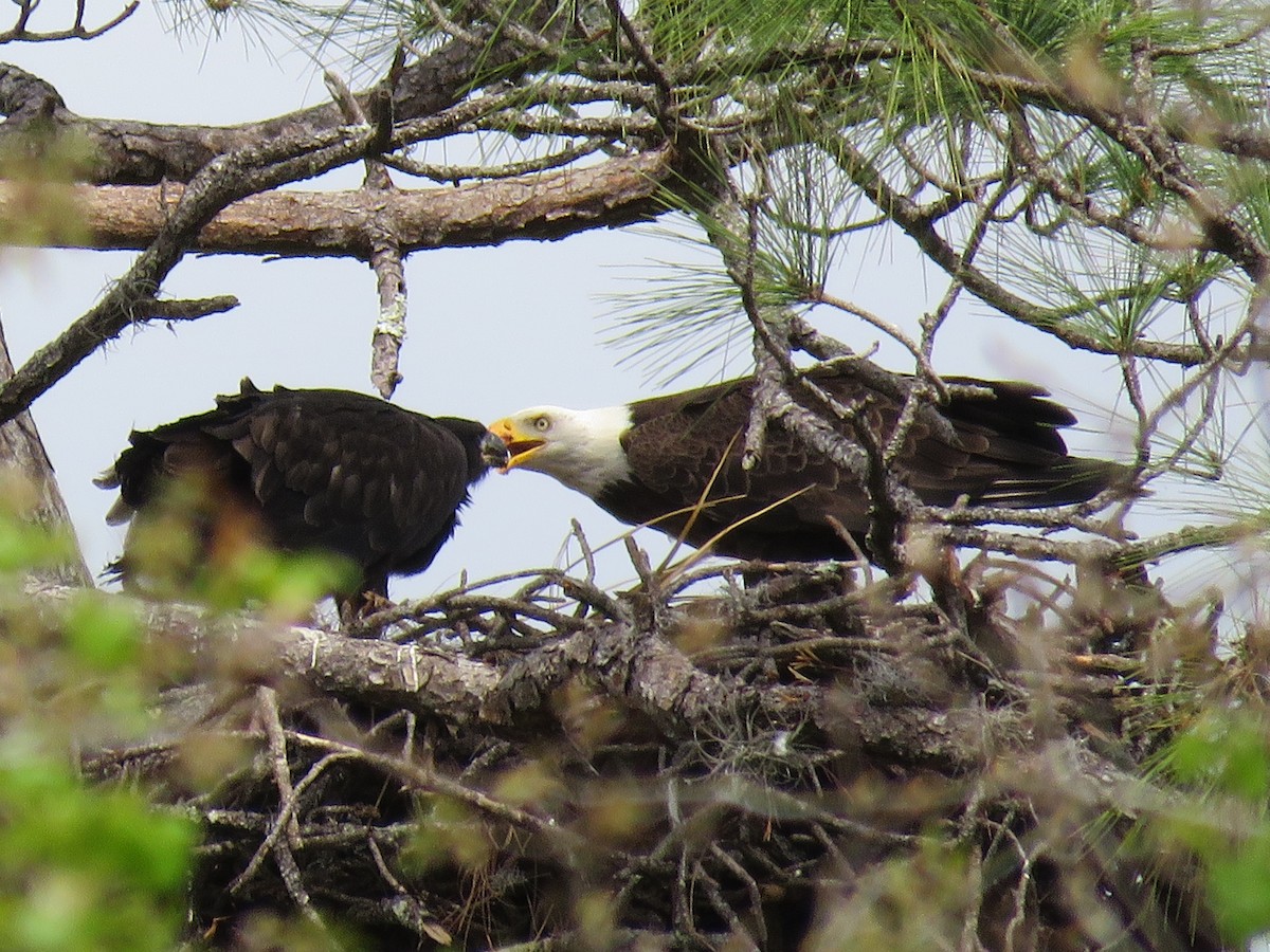 Bald Eagle - ML616943409