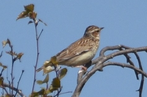 Pirripioa - ML616943438