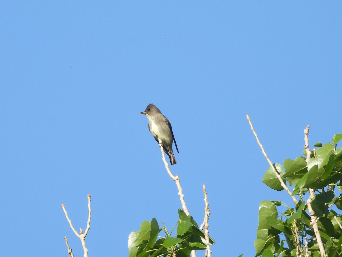 Olive-sided Flycatcher - ML616943439