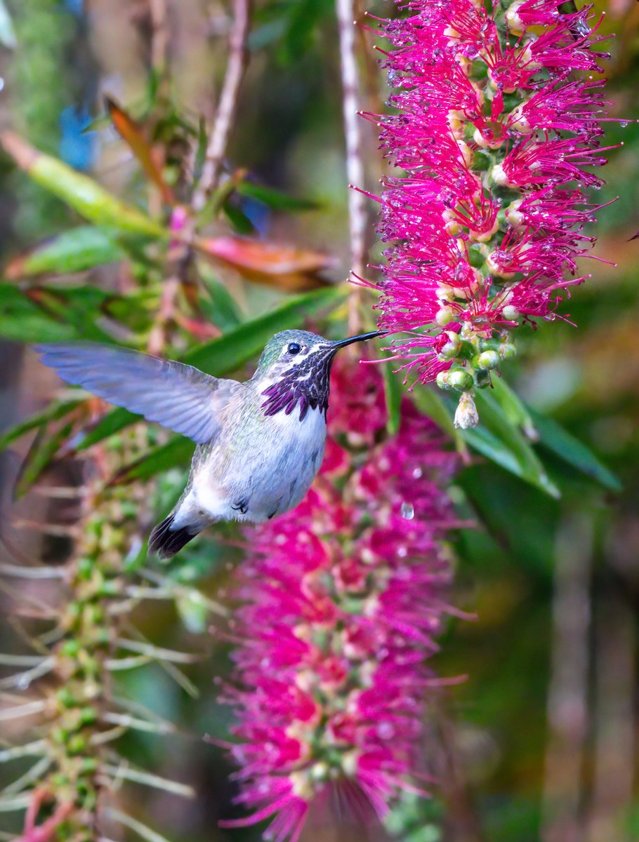 Calliope Hummingbird - ML616943445