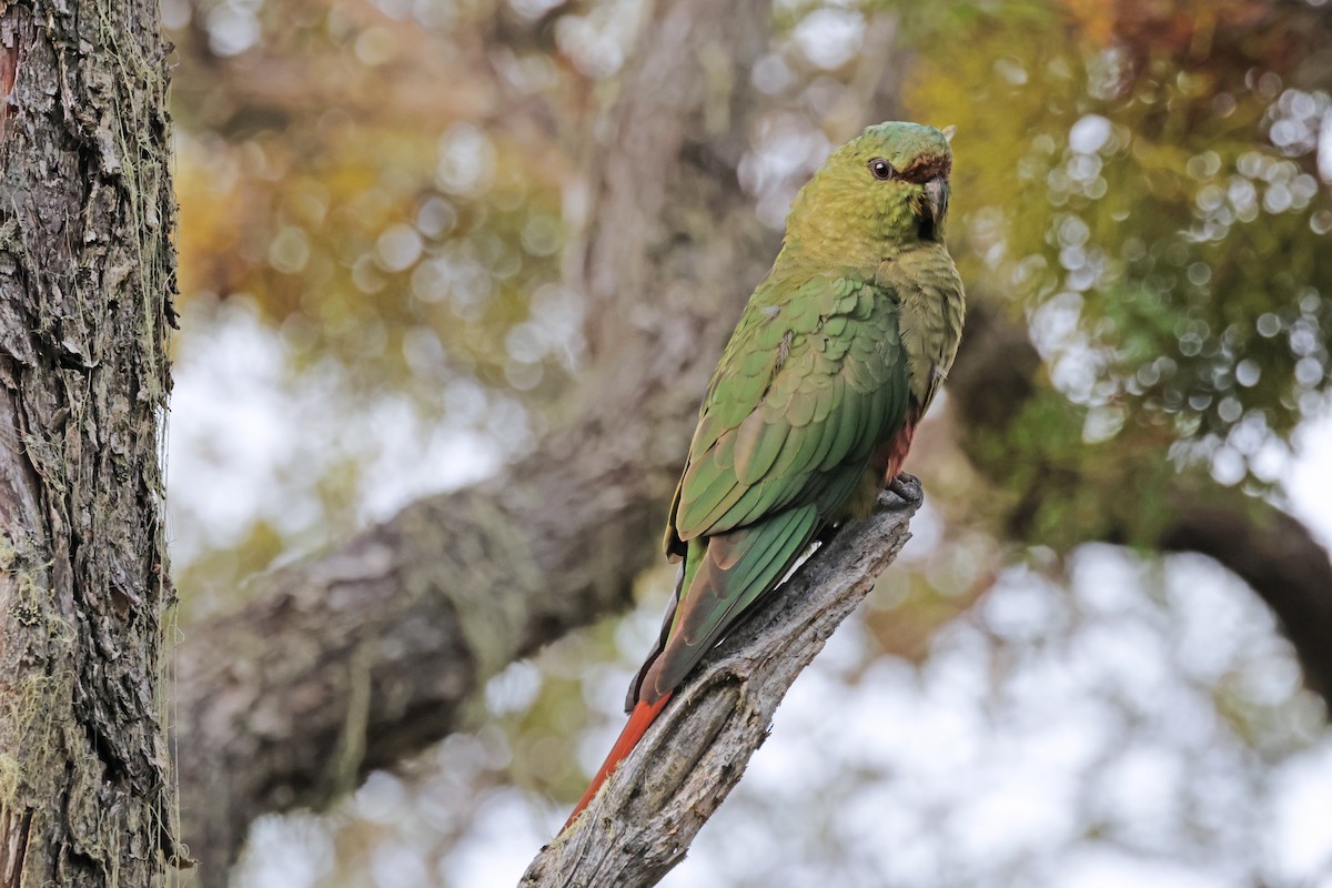 Austral Parakeet - Nathan Wall
