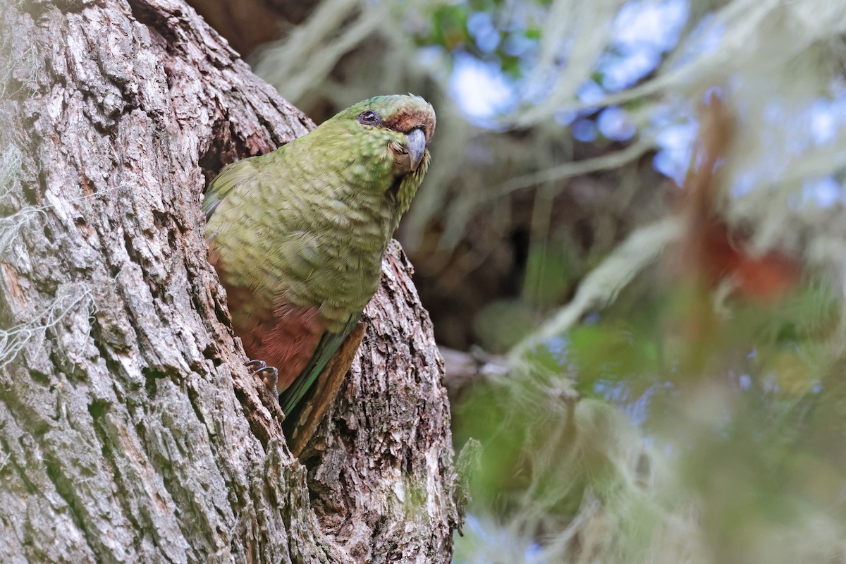 Austral Parakeet - ML616943460