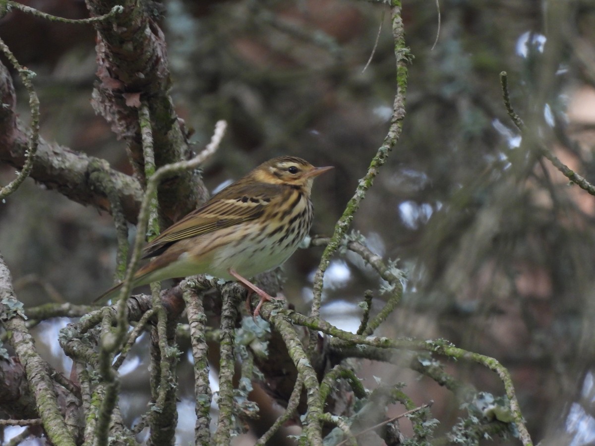 Pipit à dos olive - ML616943477