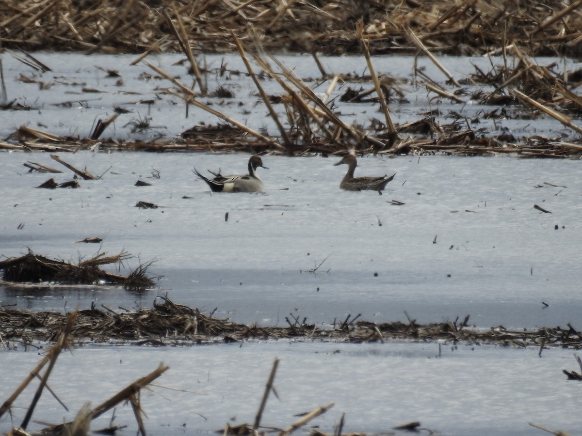 Northern Pintail - ML616943483