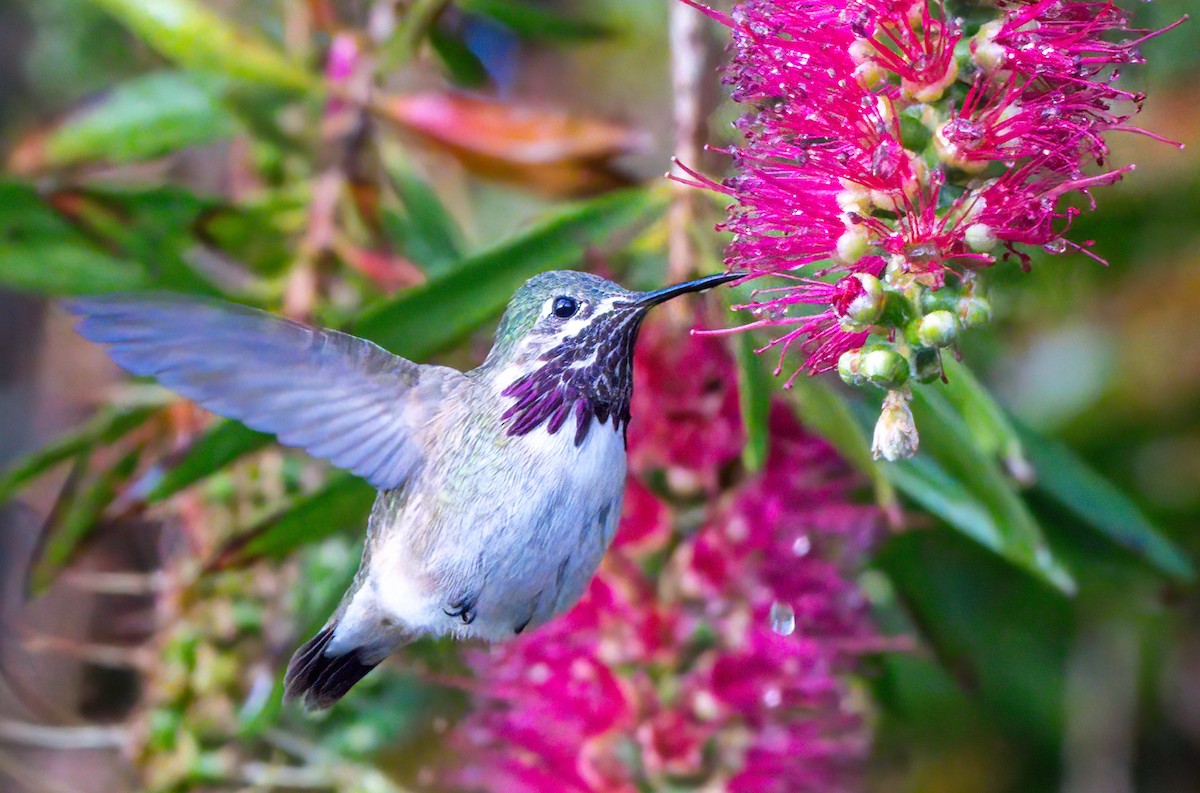 Calliope Hummingbird - Steve Colwell
