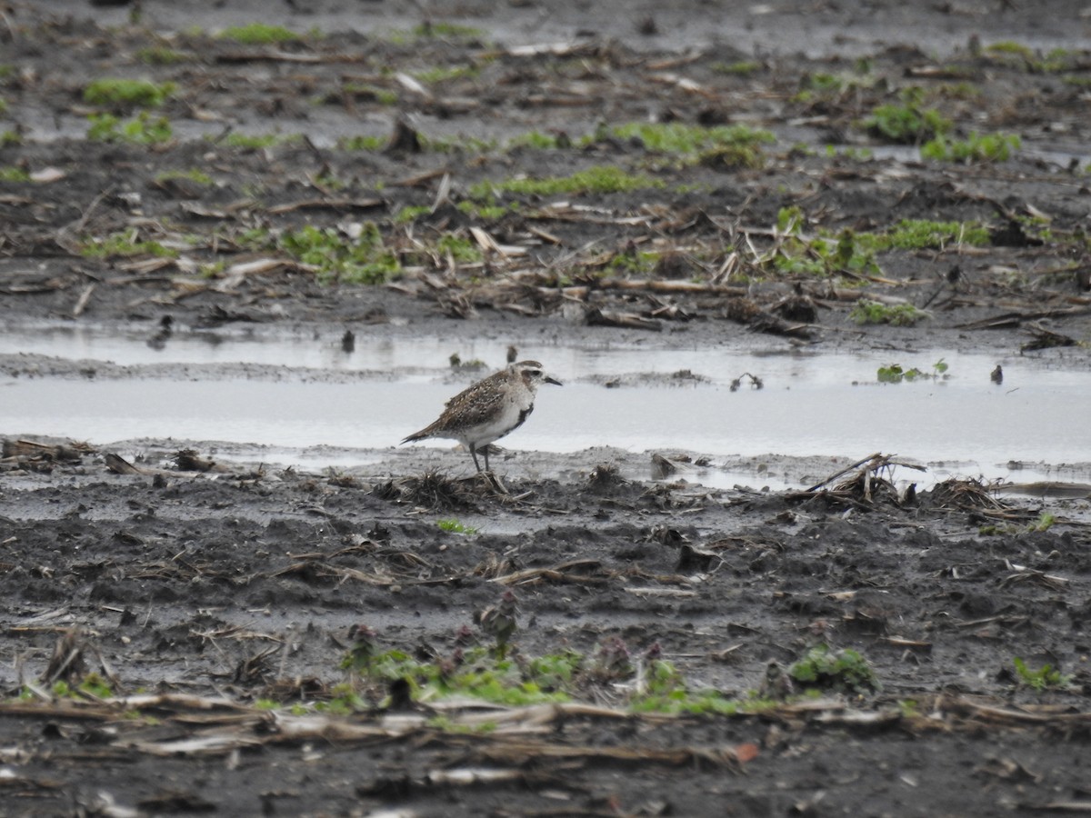 American Golden-Plover - ML616943501