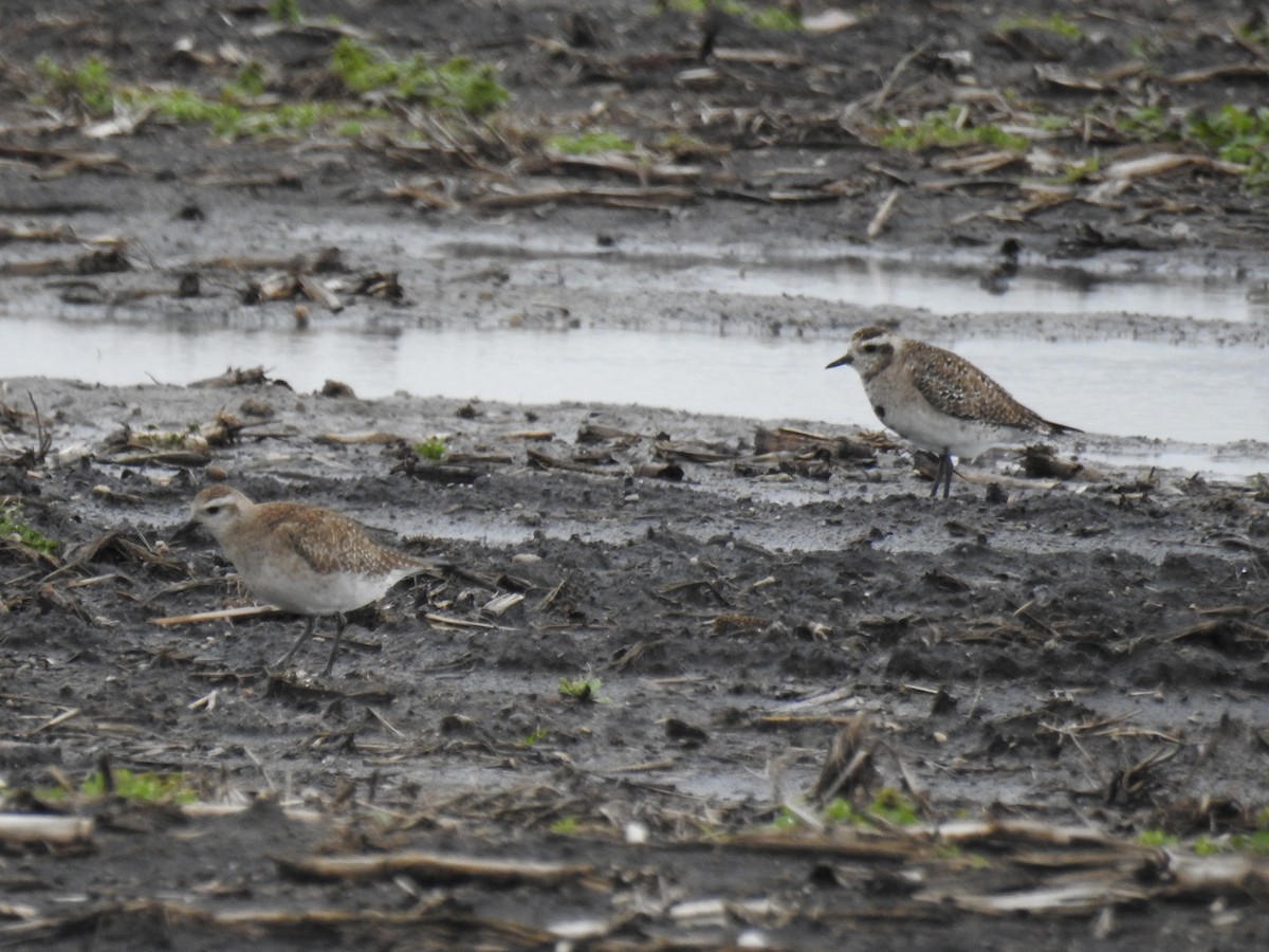 American Golden-Plover - ML616943503