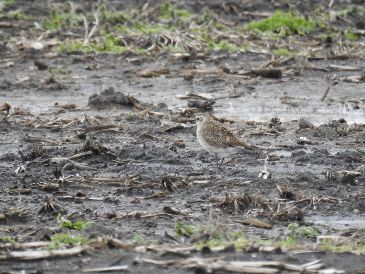 American Golden-Plover - ML616943504