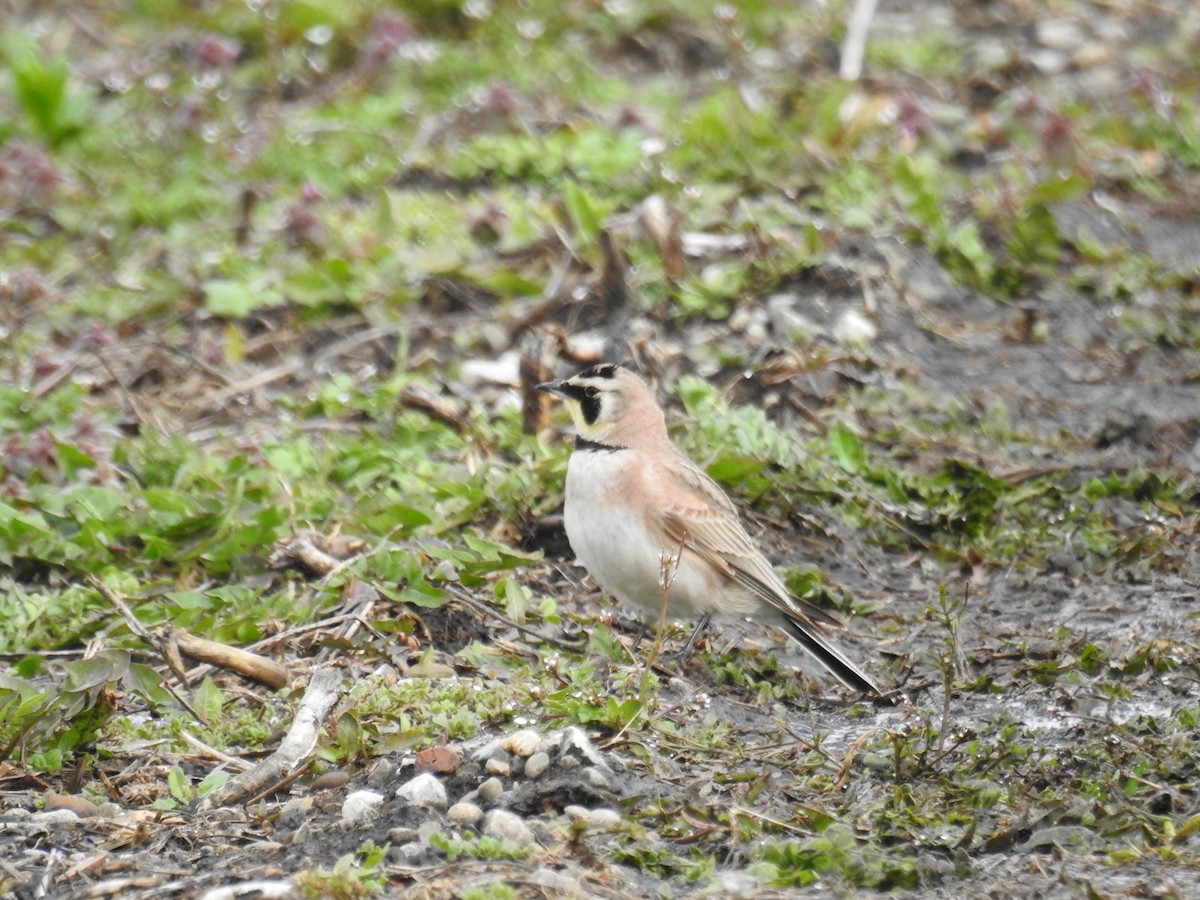 Horned Lark - ML616943517