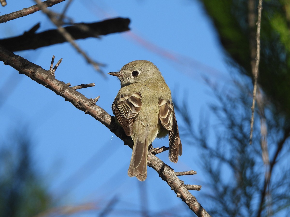 Hammond's Flycatcher - ML616943522