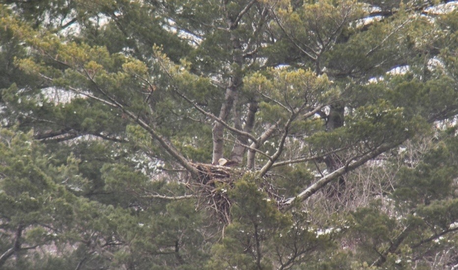 Bald Eagle - Rick Koval