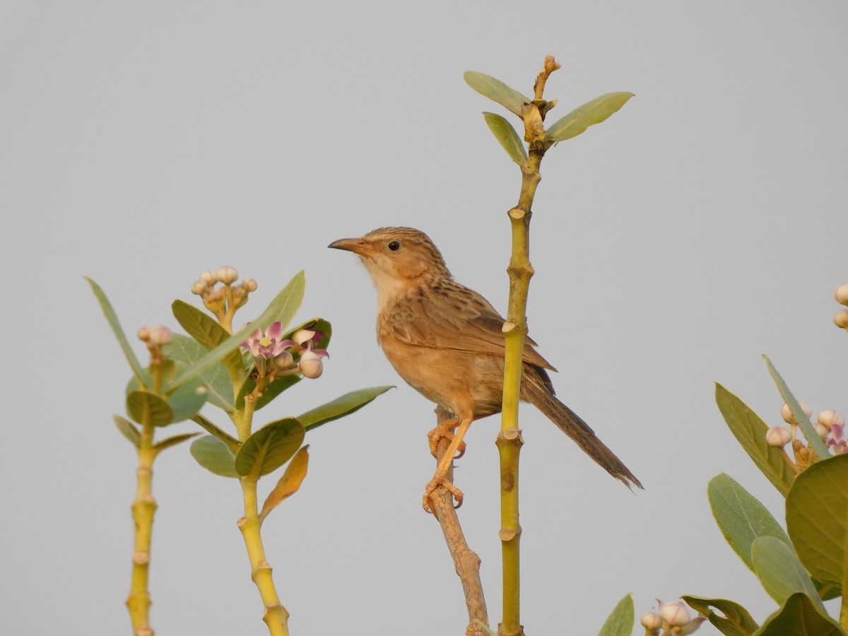 Common Babbler - ML616943574