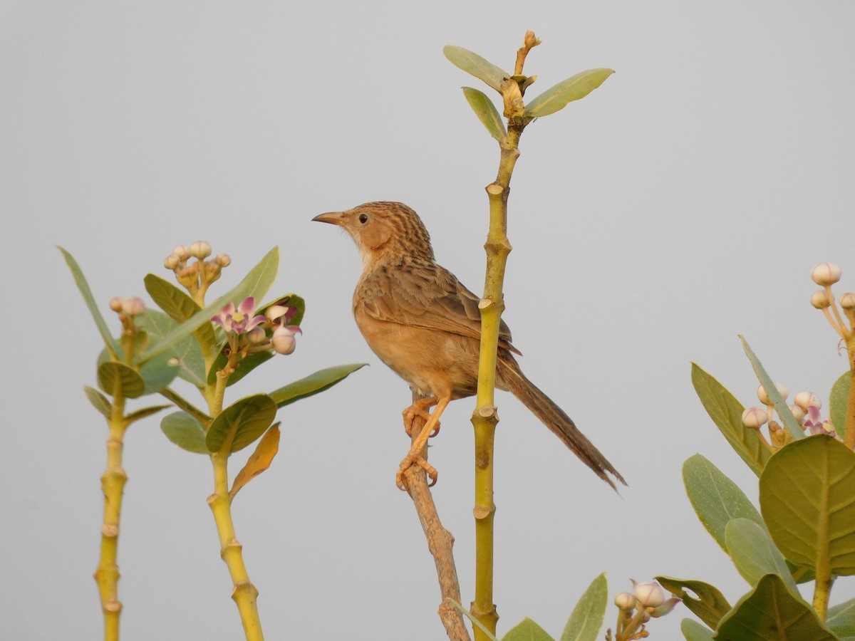 Common Babbler - ML616943575