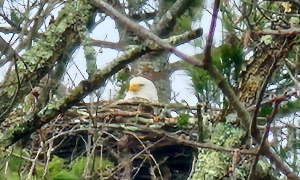 Bald Eagle - ML616943580