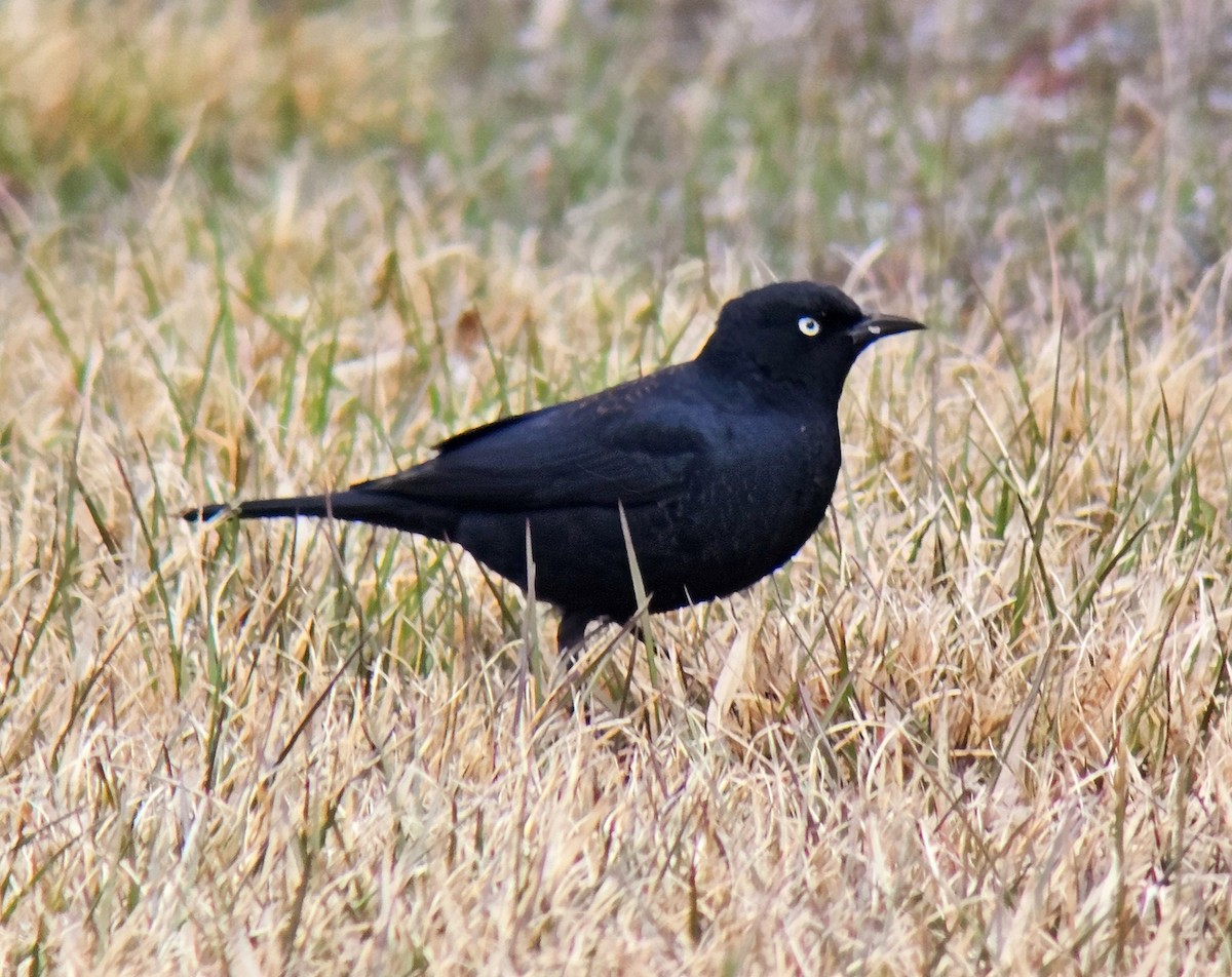 Rusty Blackbird - ML616943589