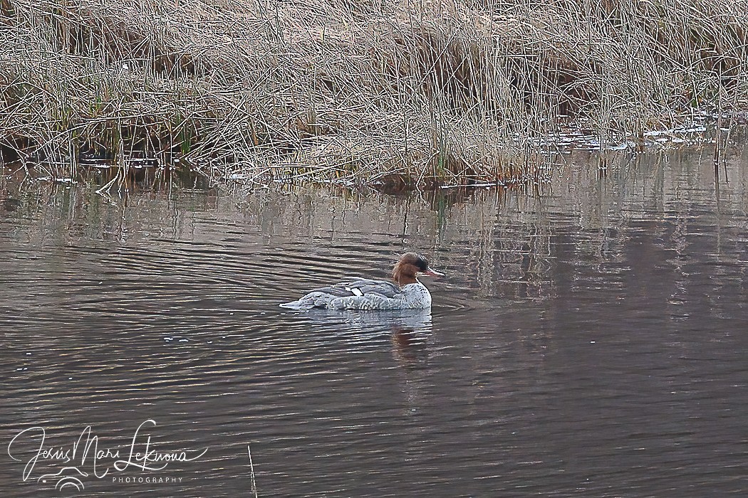 Common Merganser - ML616943607