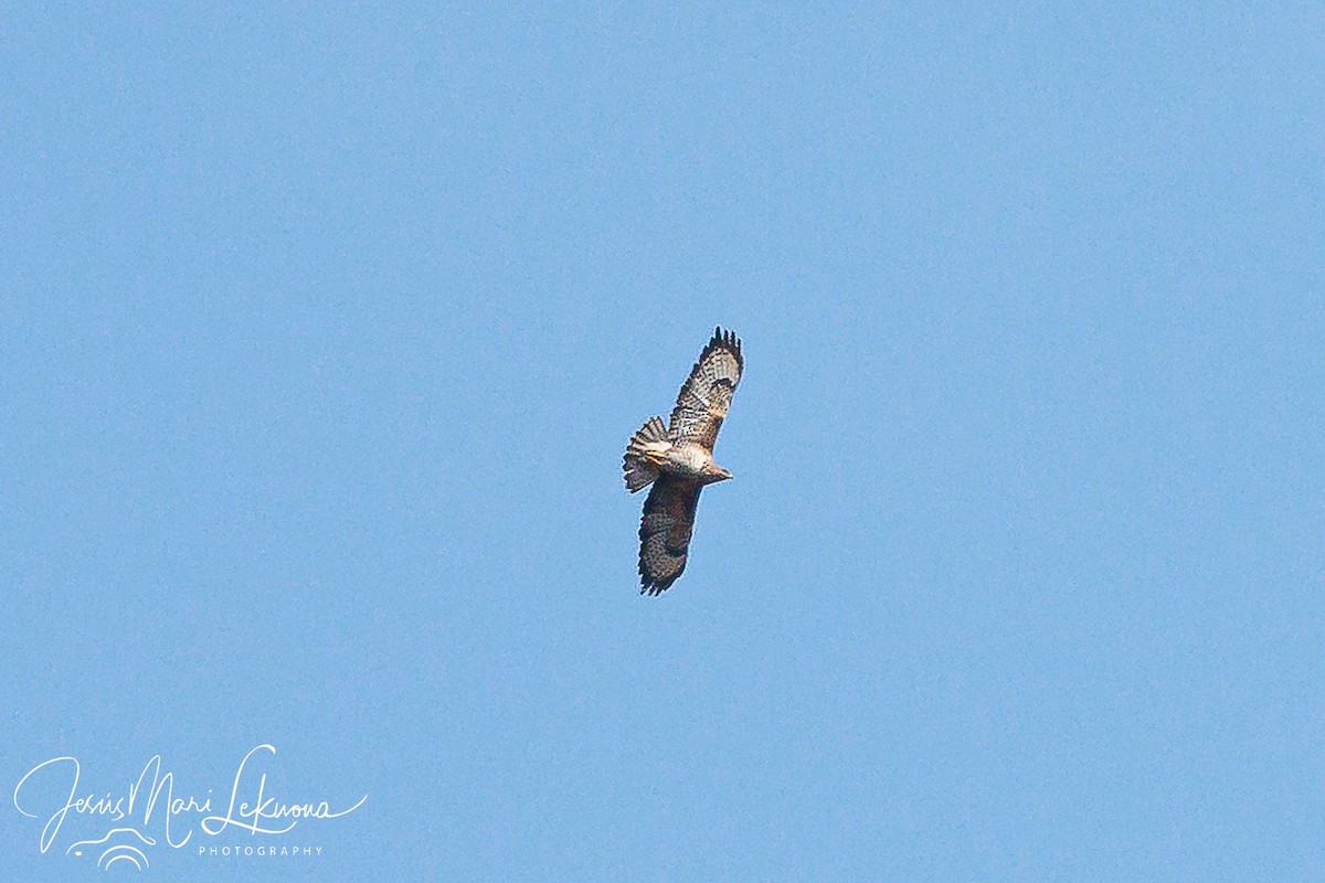 Common Buzzard - ML616943629