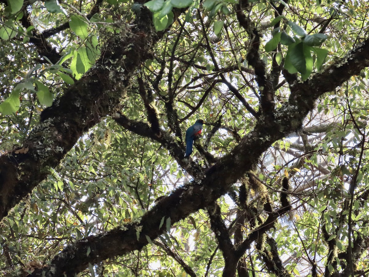 Mountain Trogon - Kim Wylie