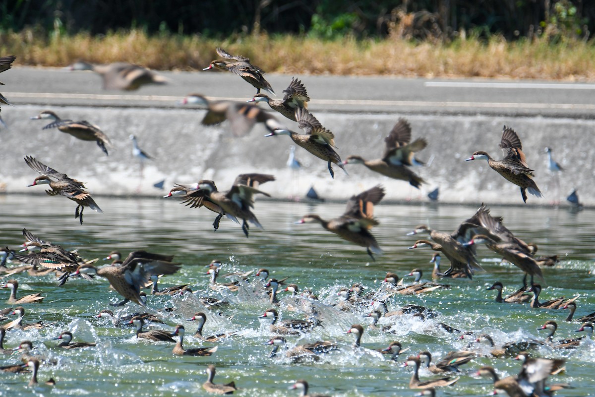 White-cheeked Pintail - David Chernack