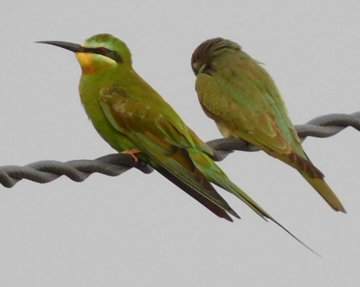 Blue-cheeked Bee-eater - ML616943682