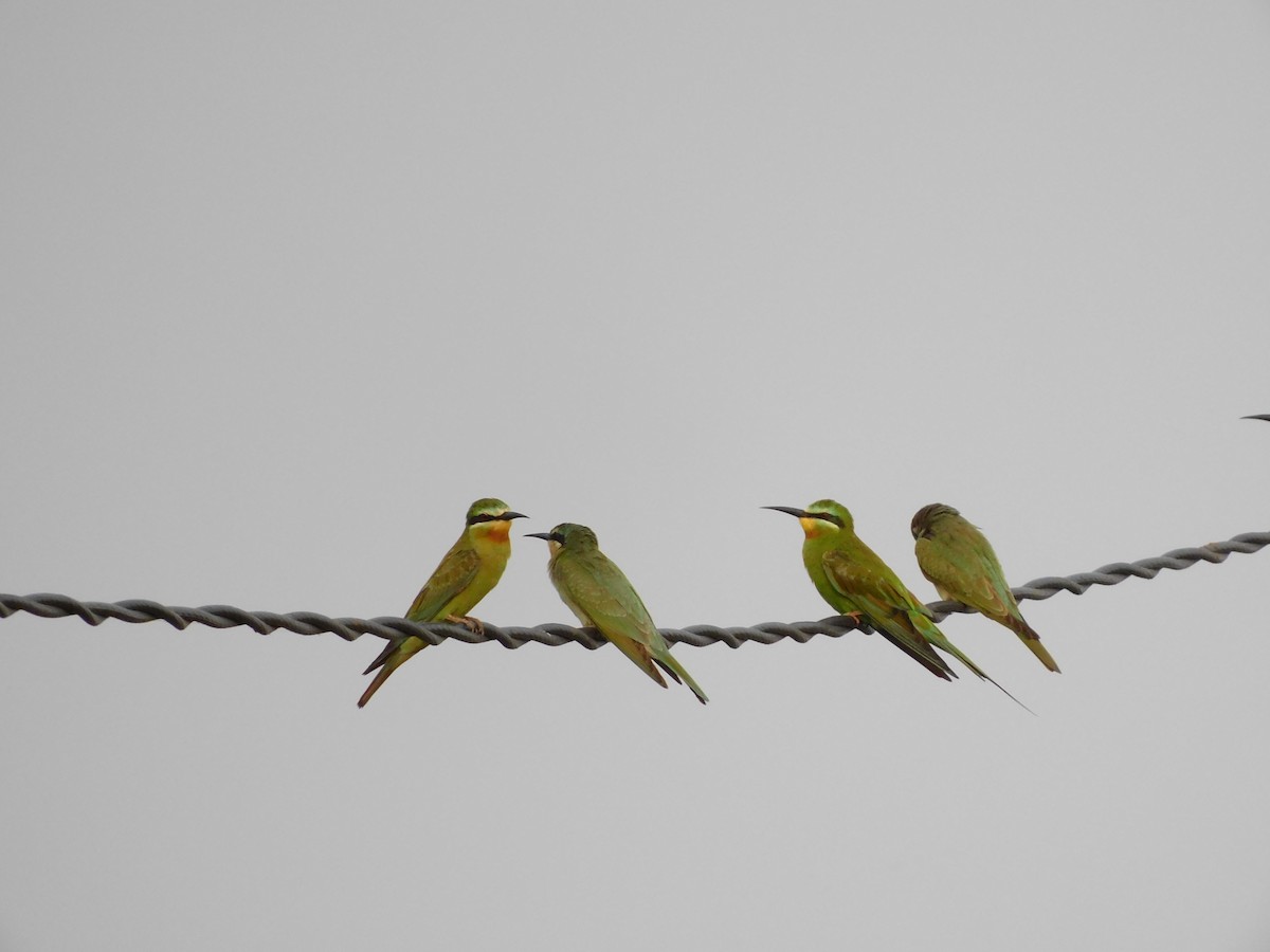 Blue-cheeked Bee-eater - ML616943683