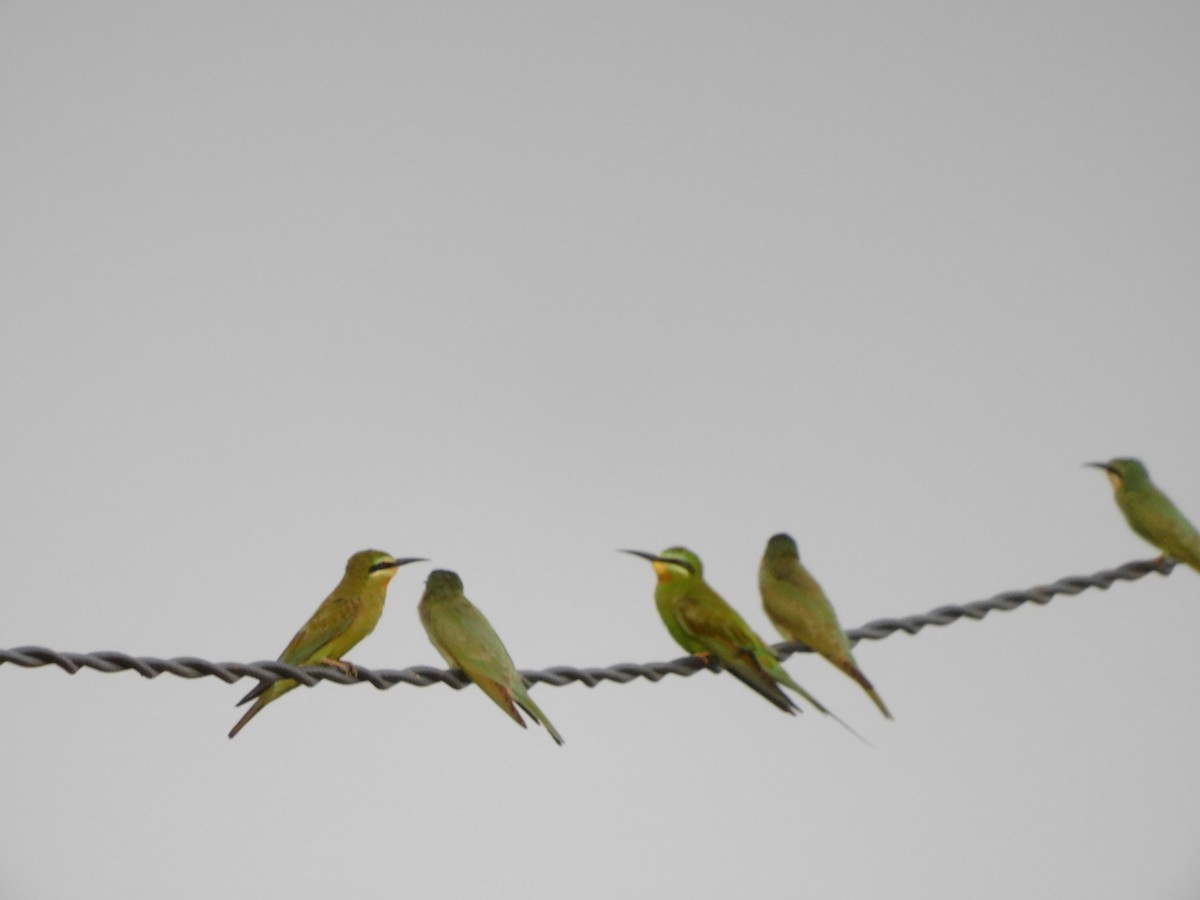 Blue-cheeked Bee-eater - ML616943684