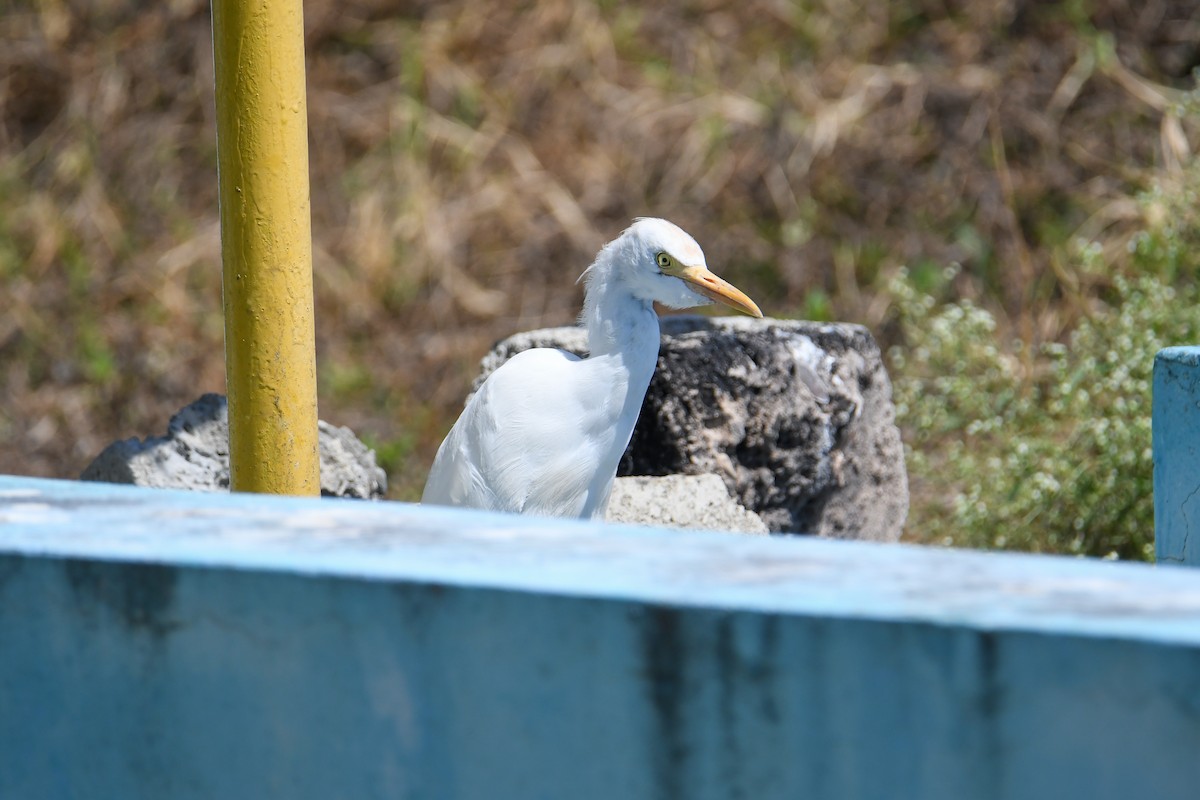 Western Cattle Egret - ML616943685