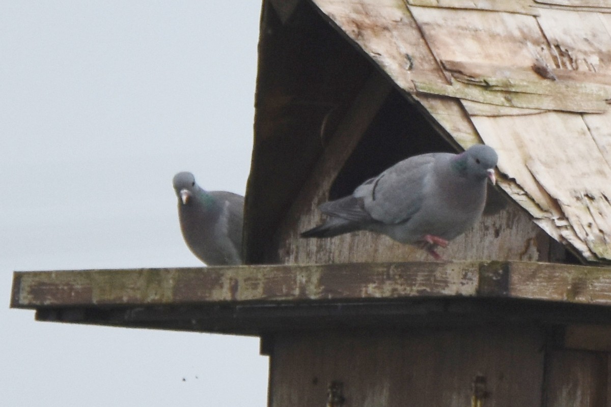 Stock Dove - ML616943687