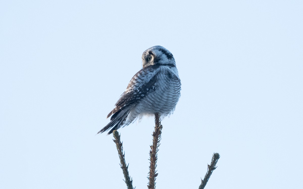 Northern Hawk Owl - ML616943691