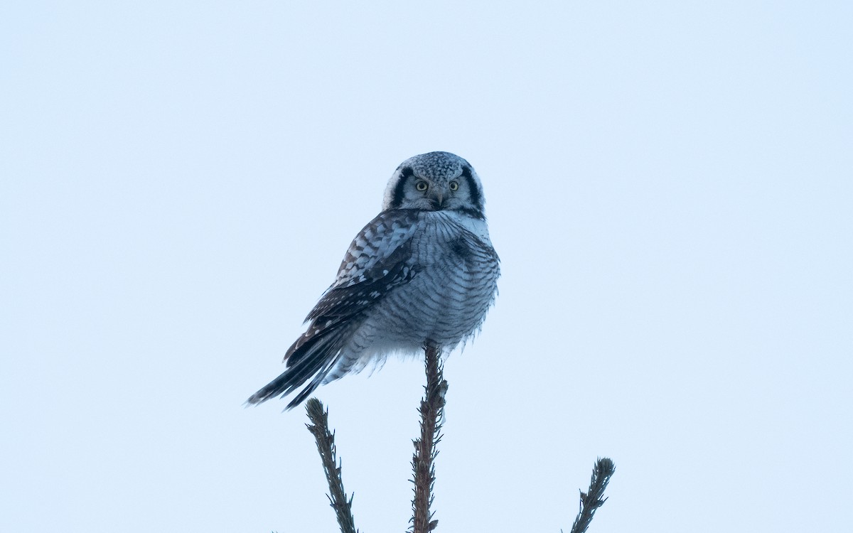 Northern Hawk Owl - ML616943692