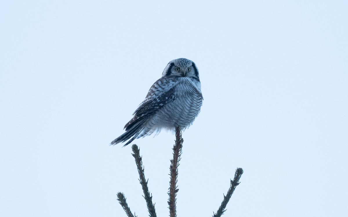 Northern Hawk Owl - ML616943693