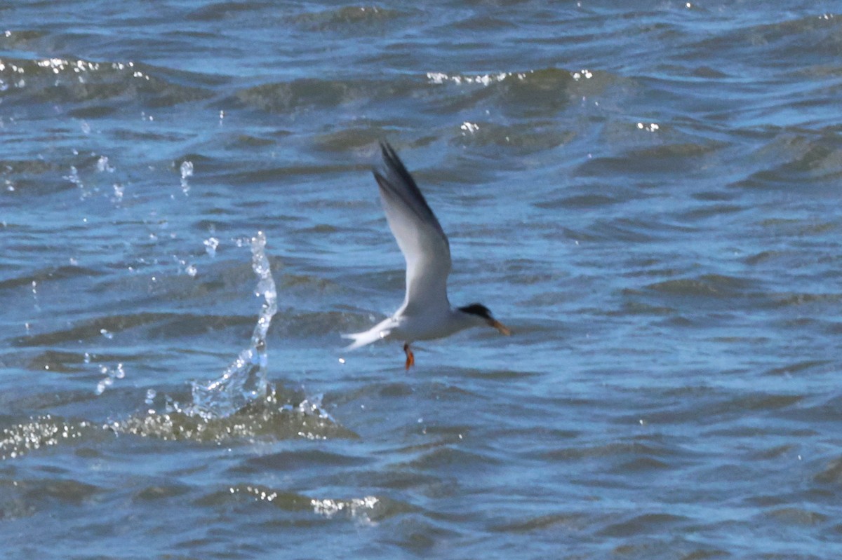 Least Tern - Vern Bothwell