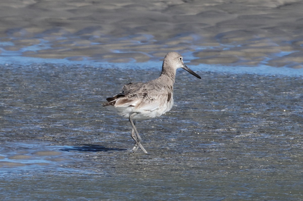 Willet - ML616943763