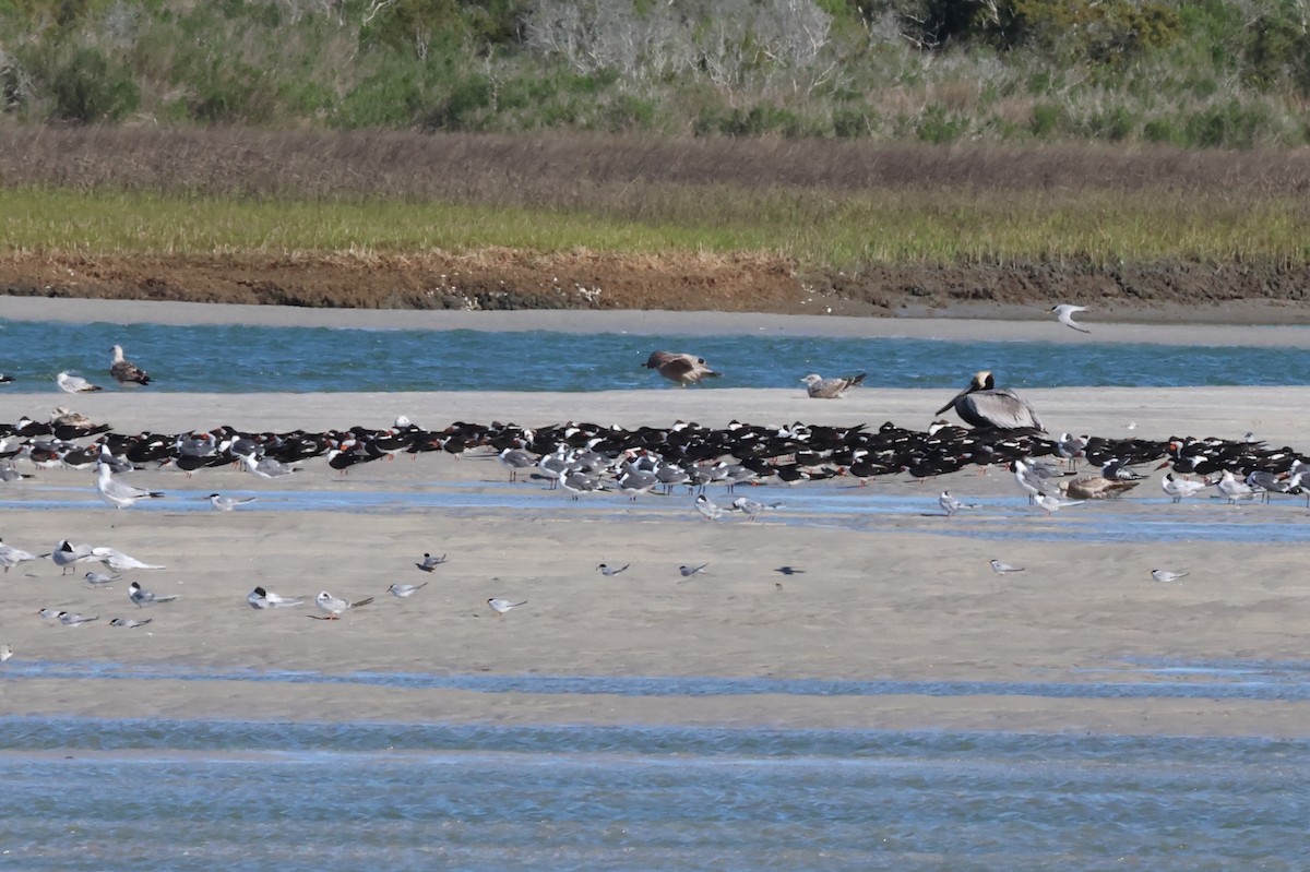 Black Skimmer - ML616943776