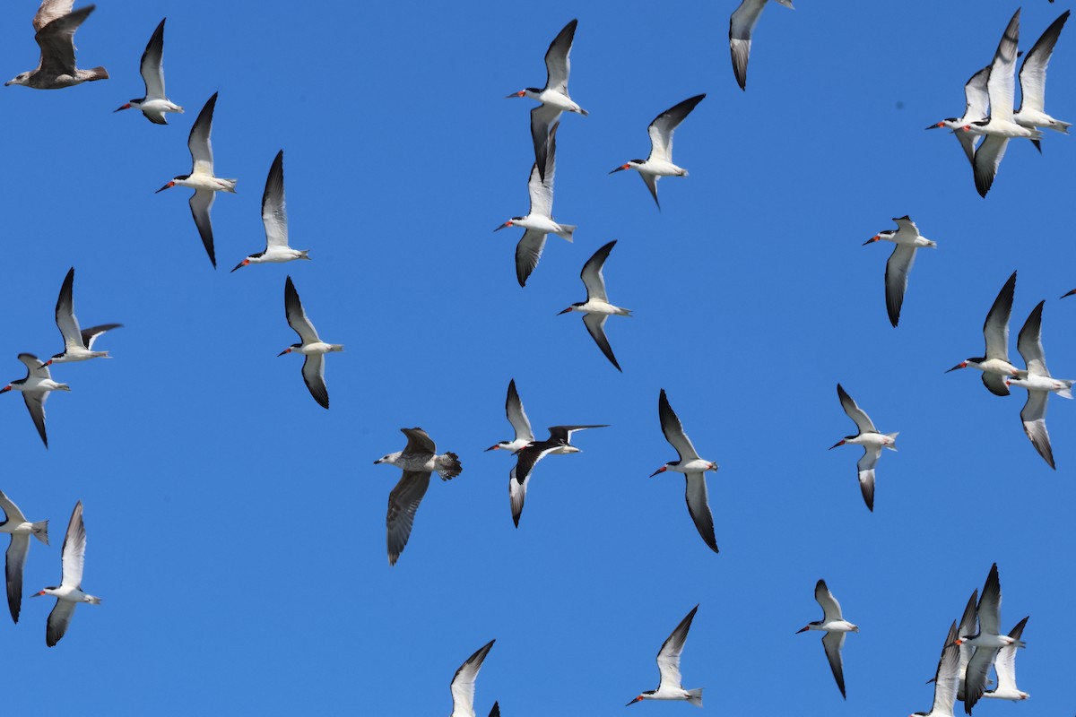 Black Skimmer - ML616943779