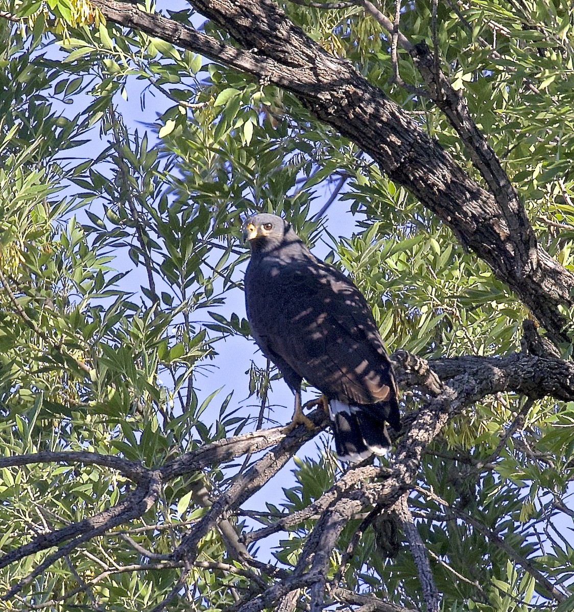 káně tmavá (ssp. anthracinus/utilensis) - ML616943783