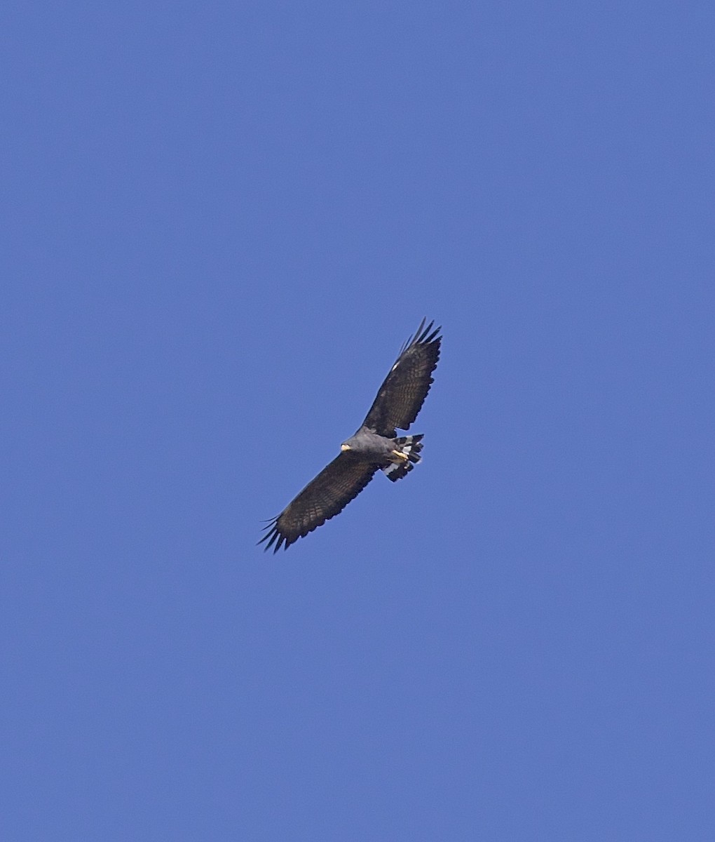 Common Black Hawk (Common) - ML616943792