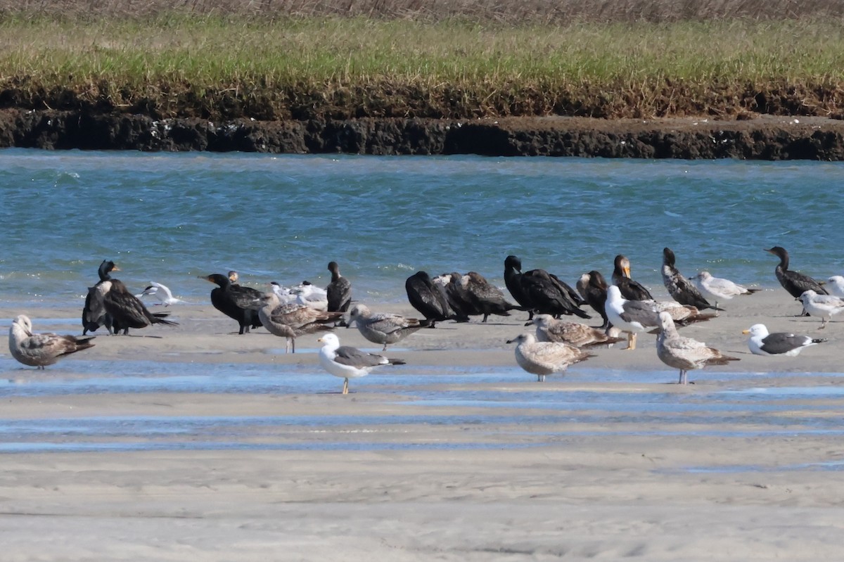 Cormoran à aigrettes - ML616943801