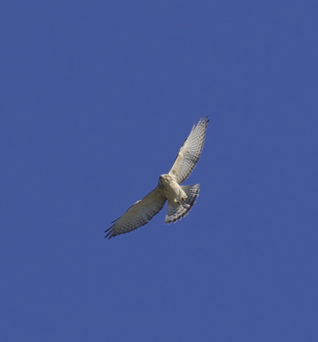 Broad-winged Hawk - ML616943893